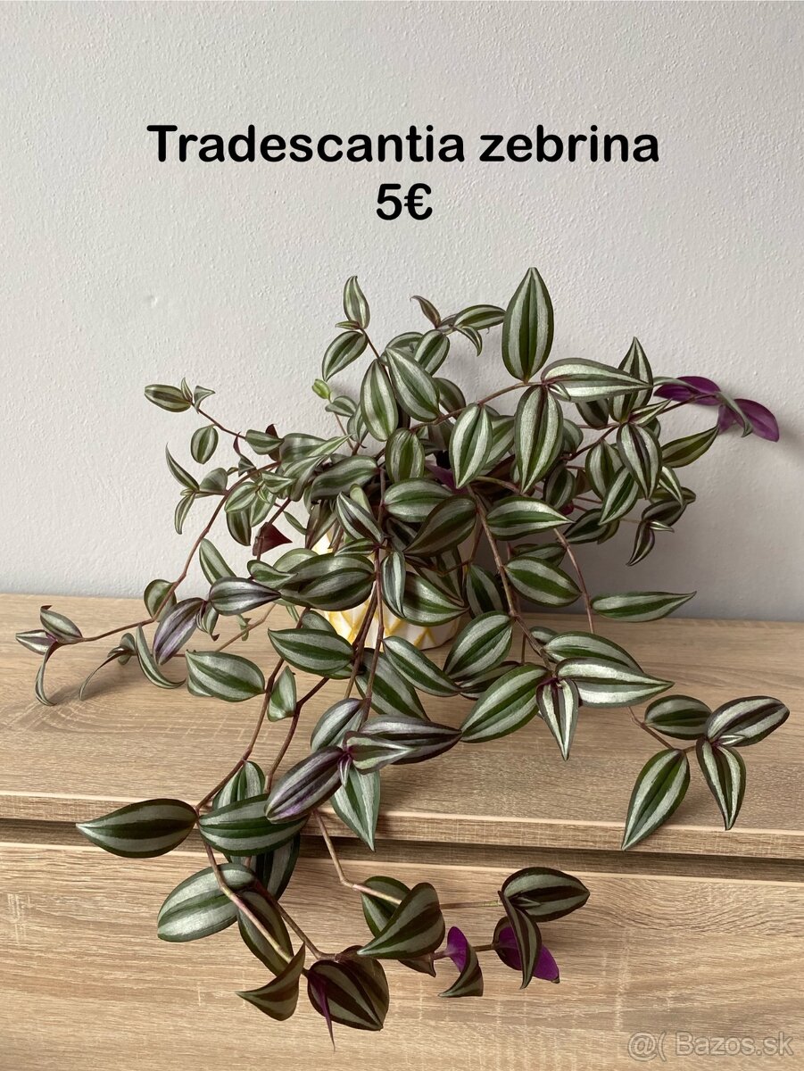 Predávam izbové rastlinky - 3