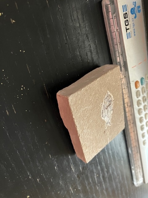 Fosília, skamenelina, rybka - inzerát č.8 Libanon - 3