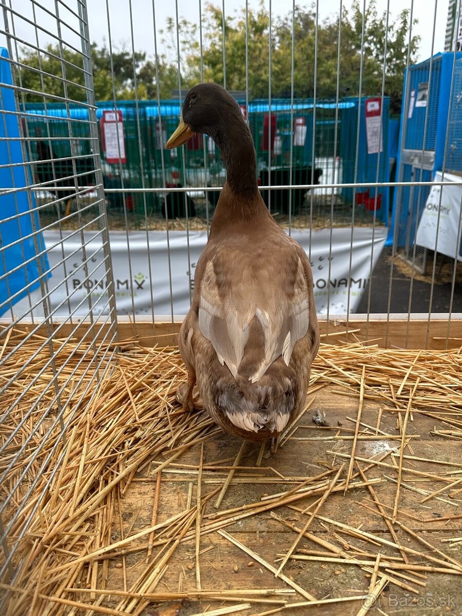 Kacica orpingtonska - 3