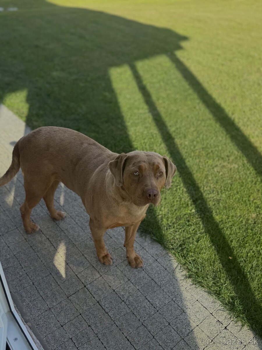 Ponukam psa na krytie - 3