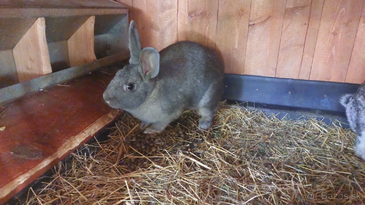 Králiky do chovu - 3