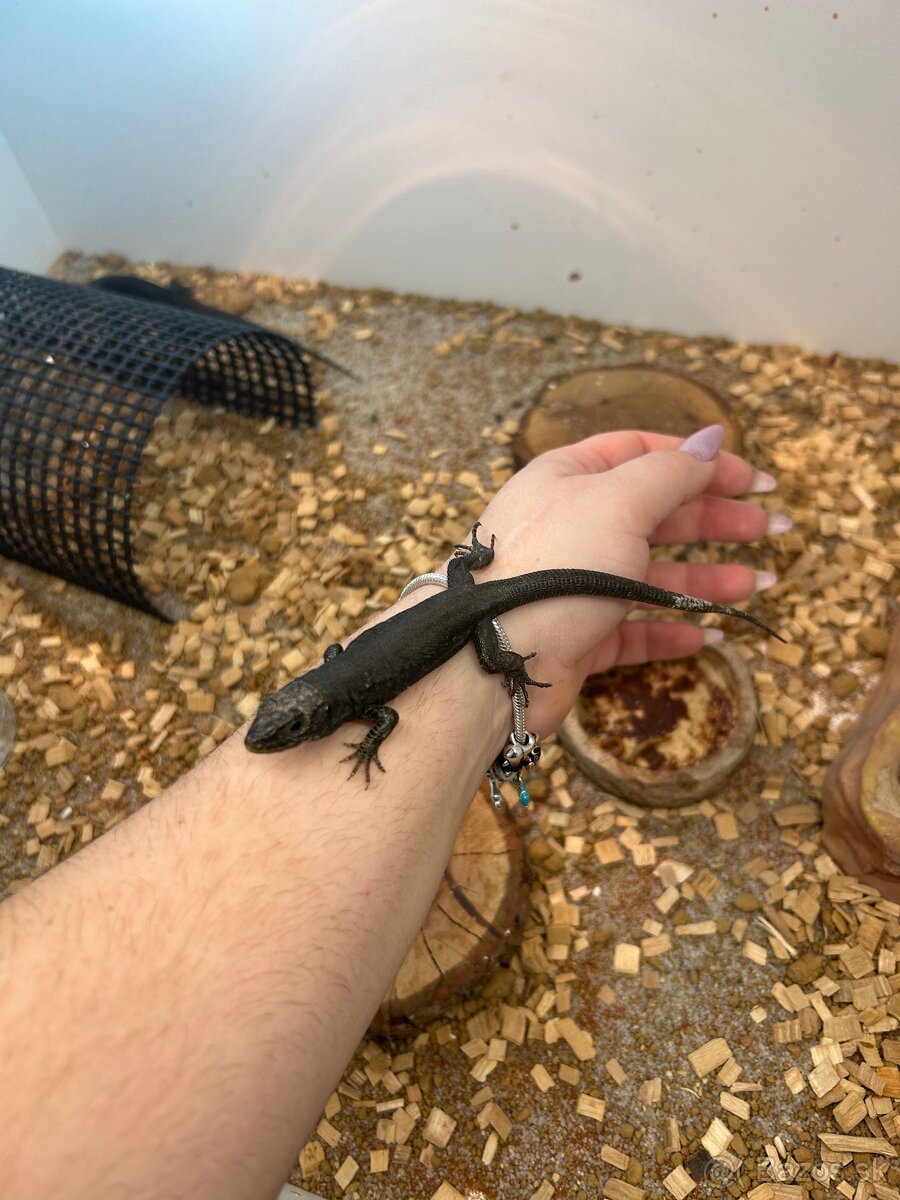 Timon Lepidus Melanistic 1.2 - 3