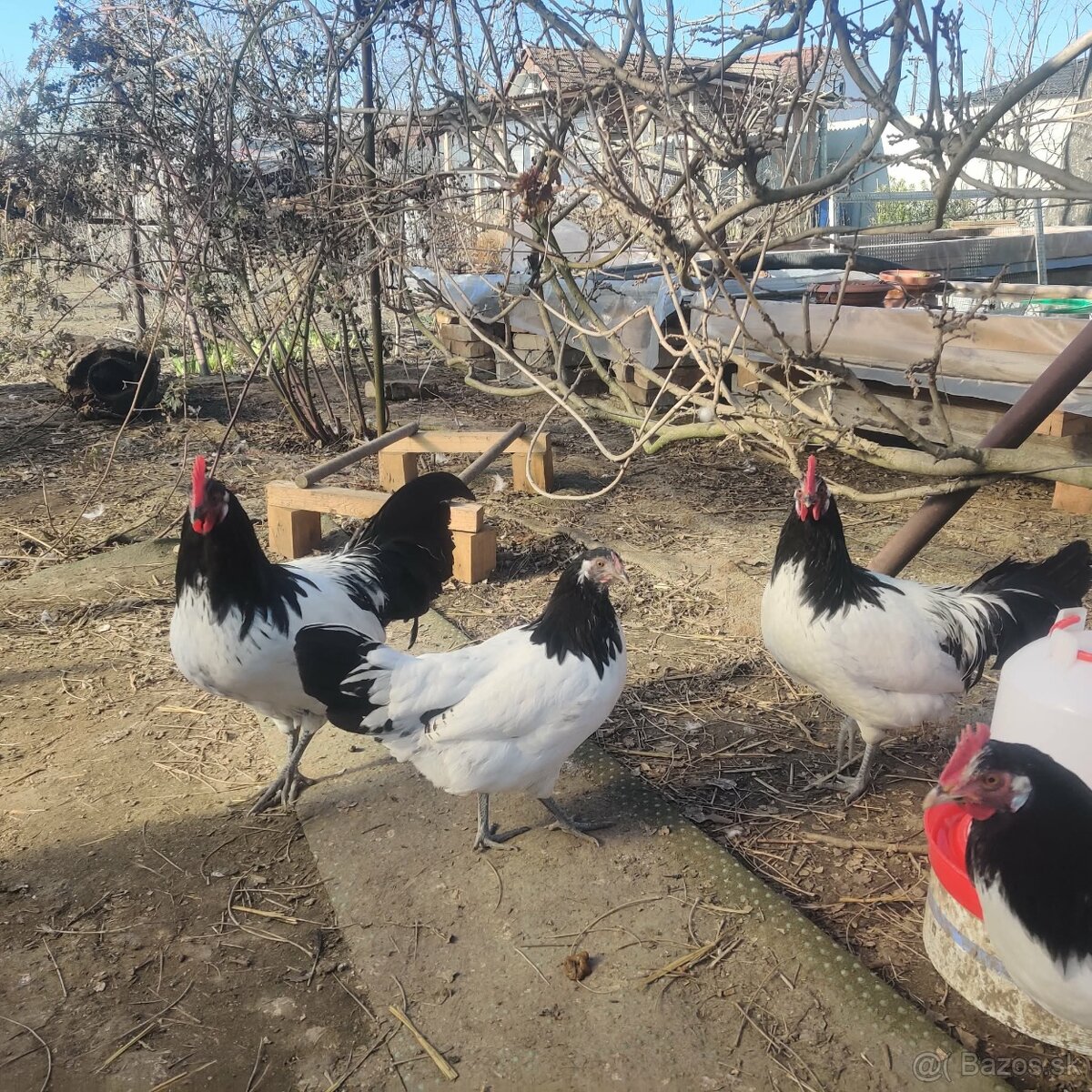 Lakenvelder kohút - 3