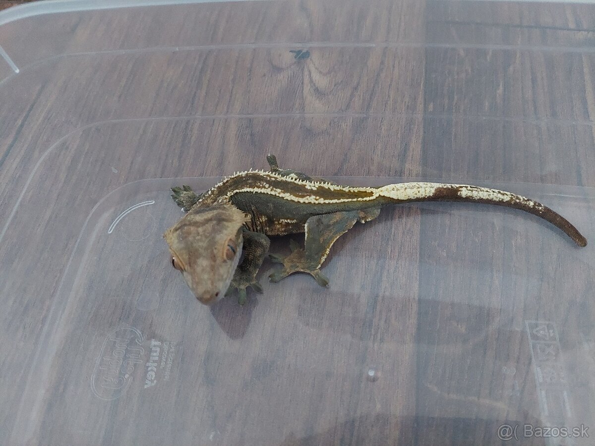 Pagekón riasnatý - 3