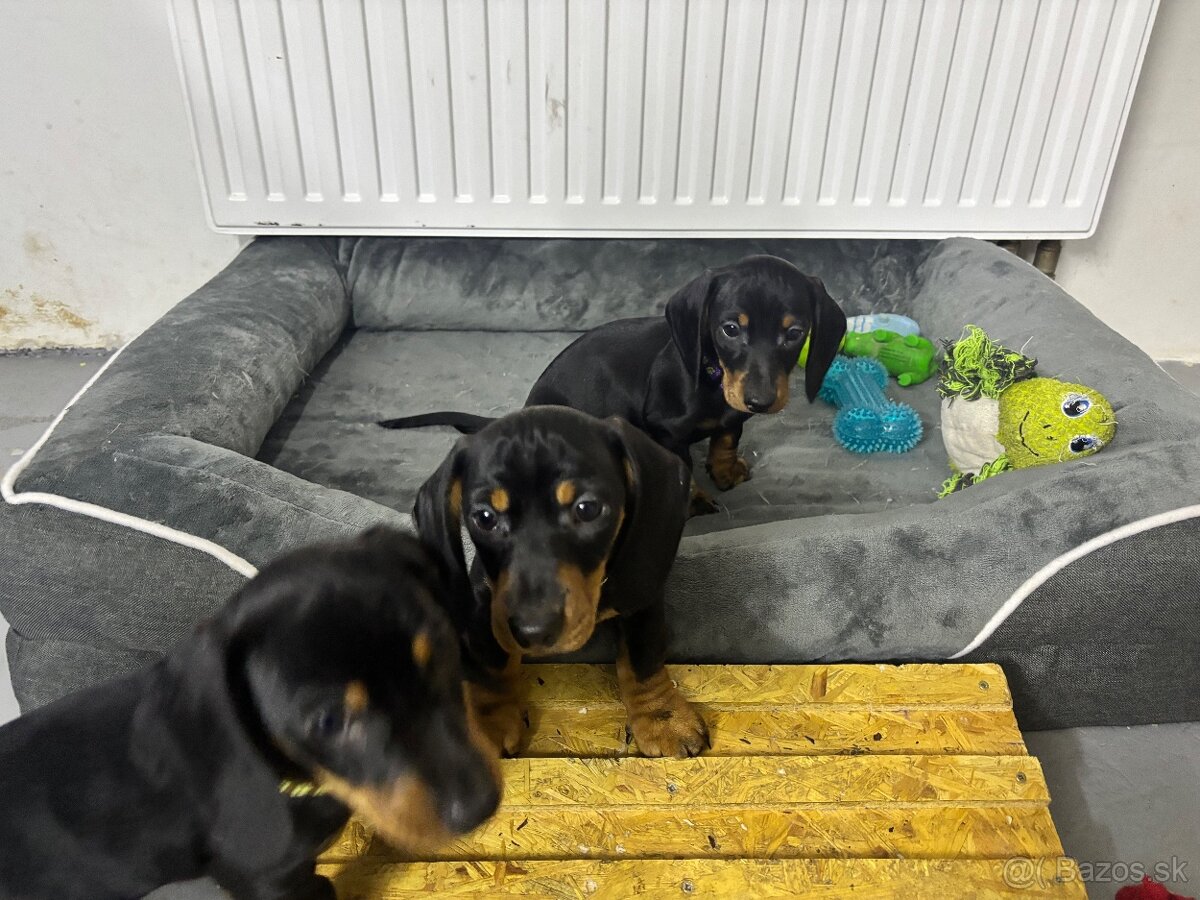 Jazvečík kratkosrstý - 3