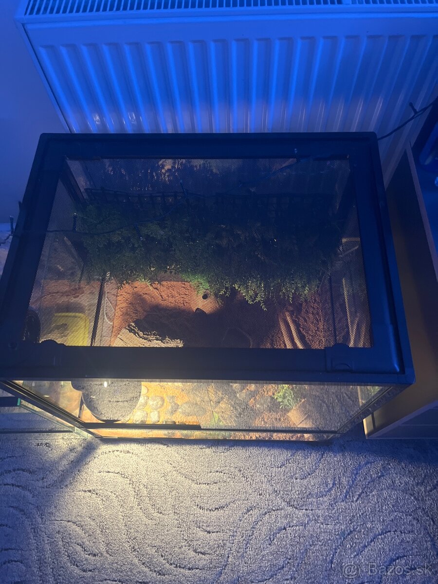 Terarium+Gekončík Nočný - 3