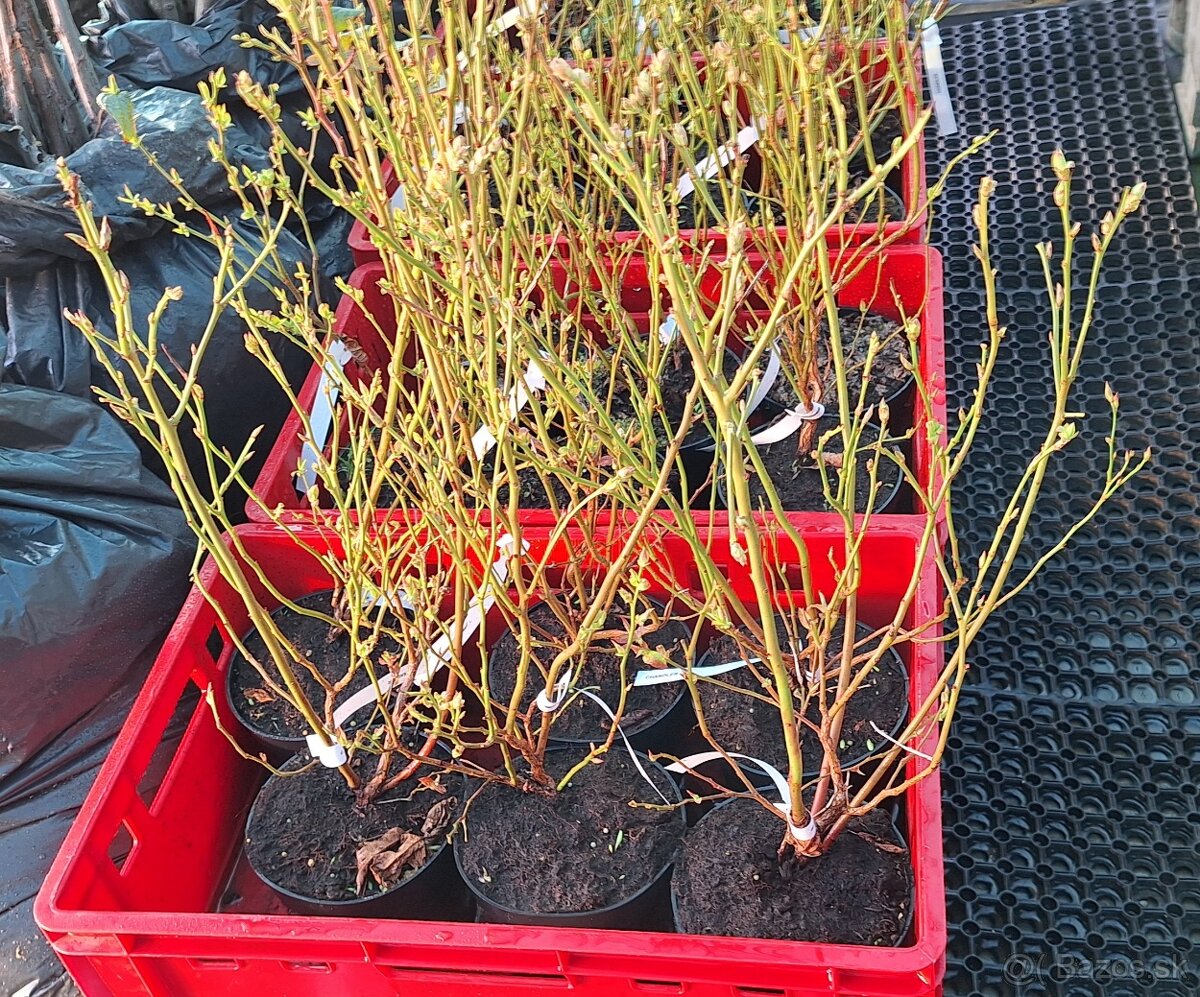 Kanadské Čučoriedky - 3