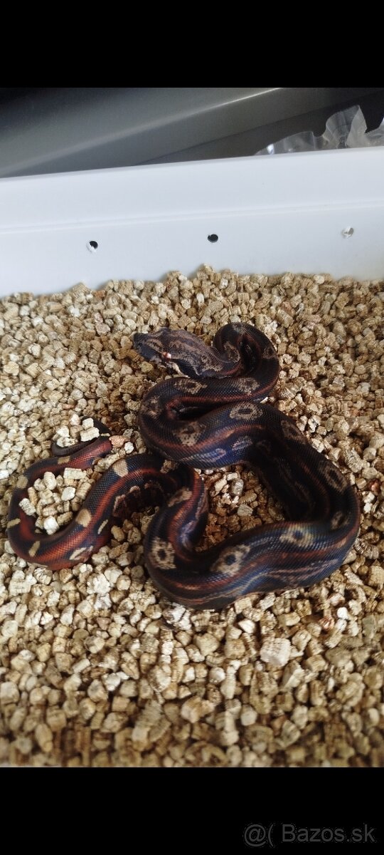 Boa Constrictor IMG INCA - 3