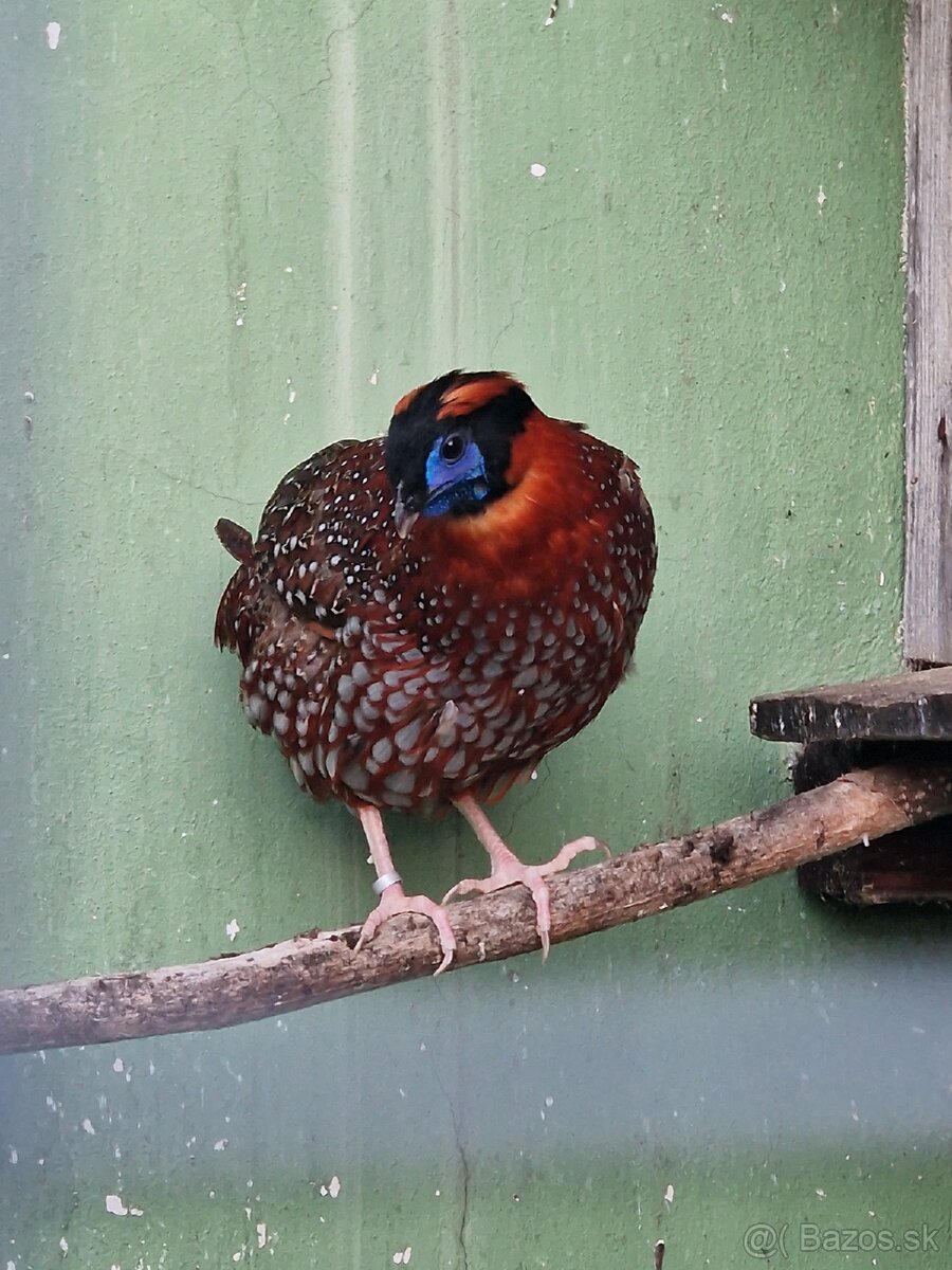 BAZANT TRAGOPAN TEMMINCKII - 3