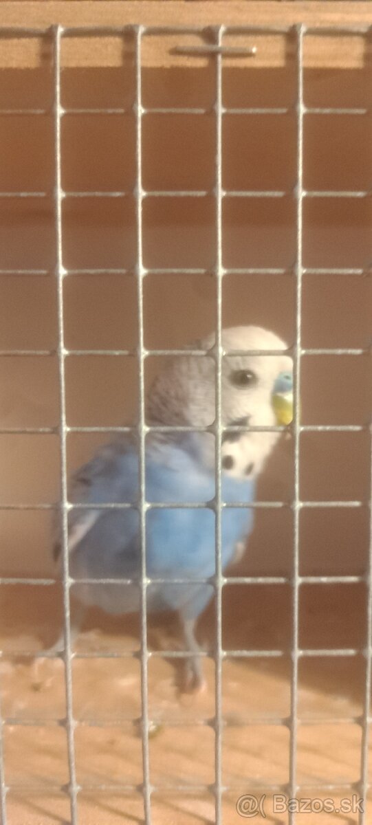 Darujem andulku samca - 3