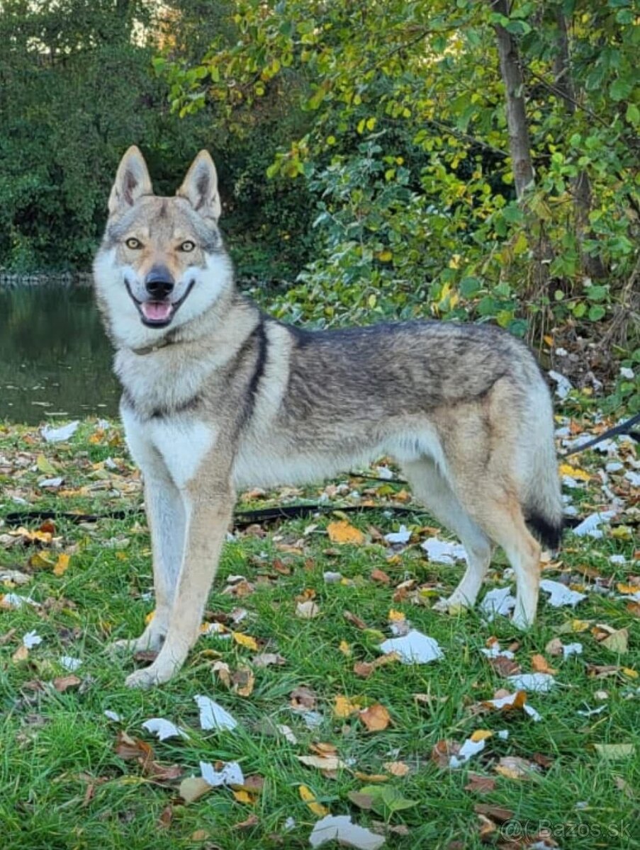 Československý vlčiak s PP - 3