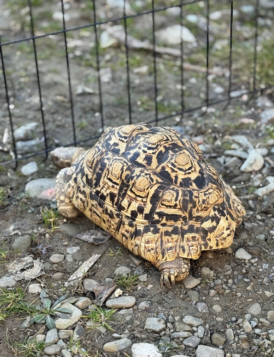 Korytnačka leopardia (Stigmochelys pardalis) - 3