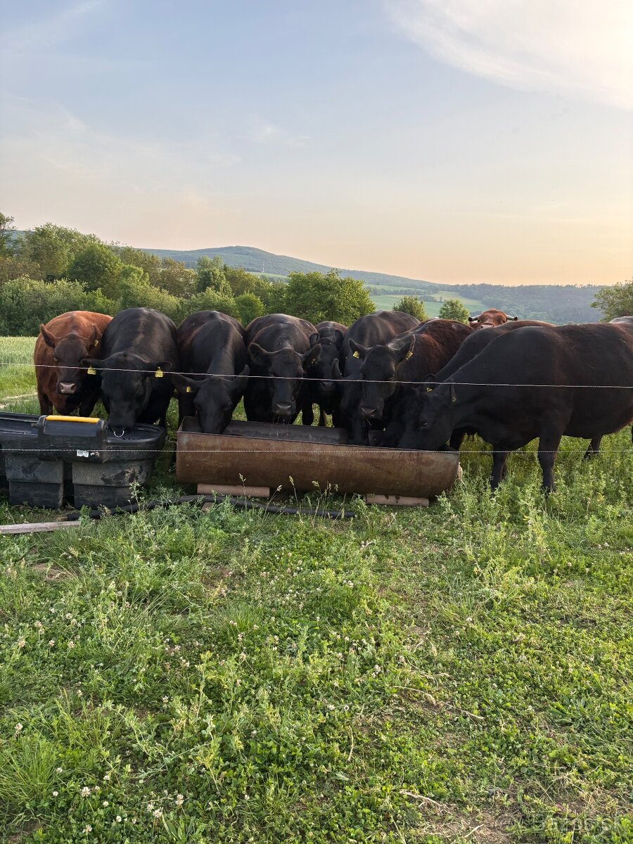 Aberdeen Angus - 3
