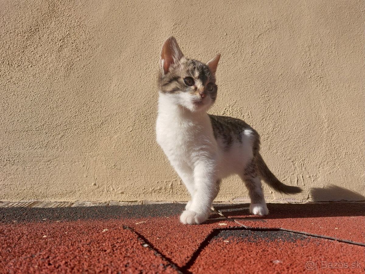 Podarujem mačiatka - 3