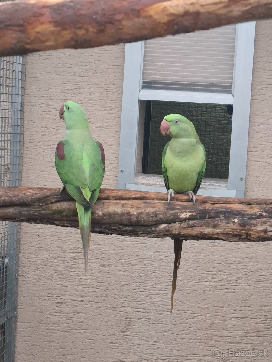 Predám - Vymením Alexander velký mutaciu - 3