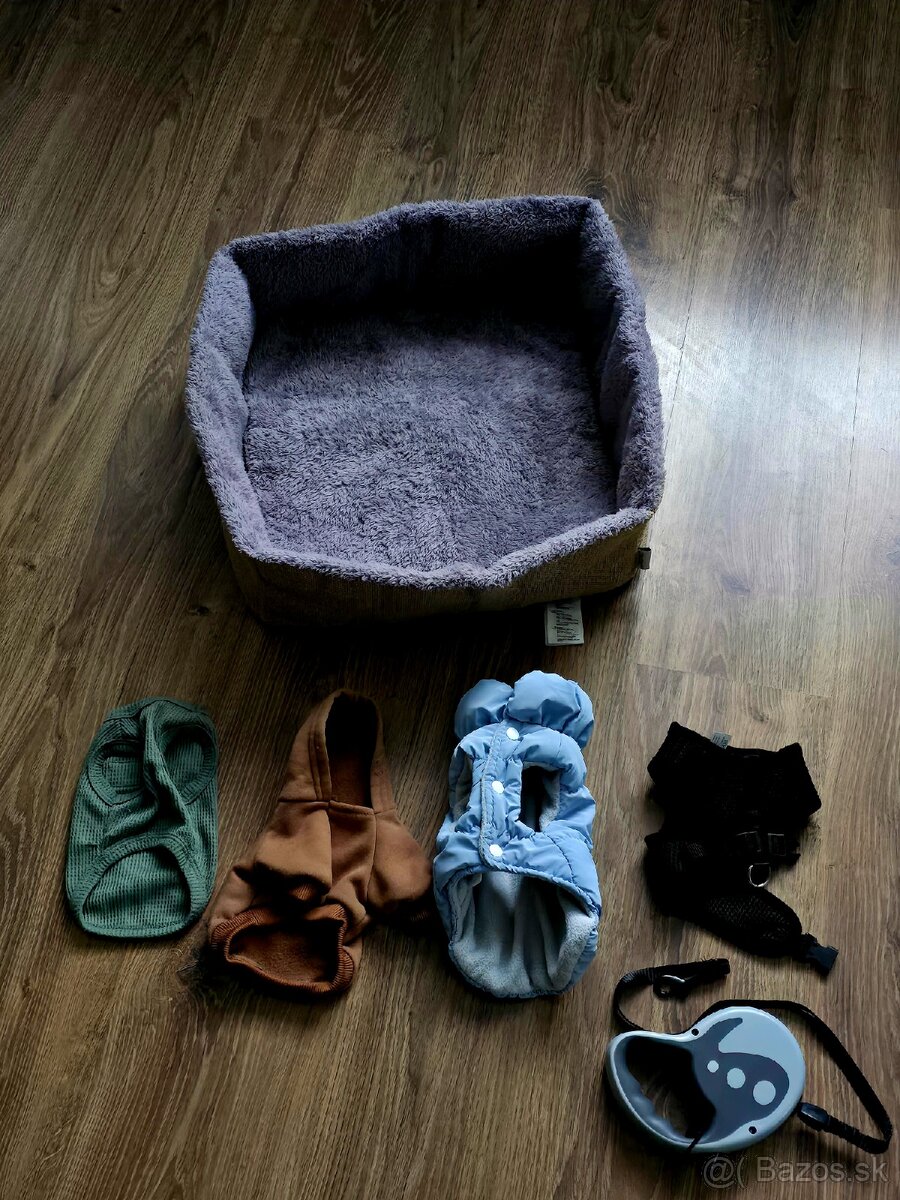 Čivava krátkosrstá (psík) - 3