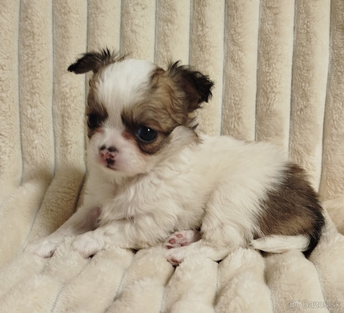 Čivava mini psík dlhosrstý - 3