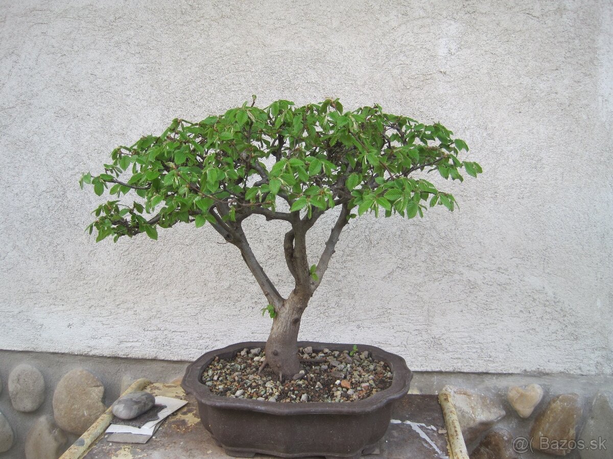 bonsai,bonsaj-hrab 7 - 3