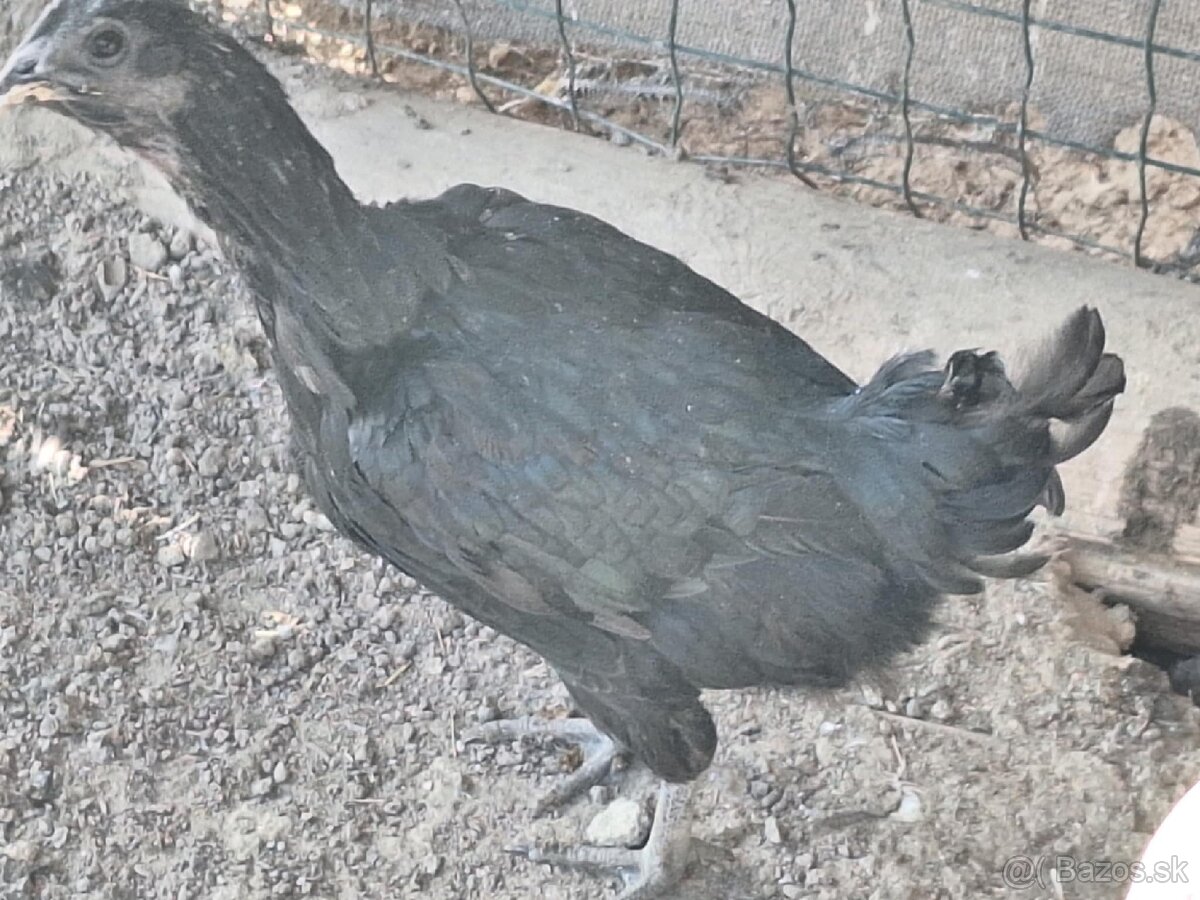 Ayam Cemani - 3