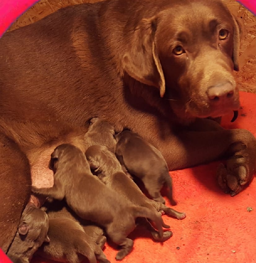 Labrador cokoladovy - 3