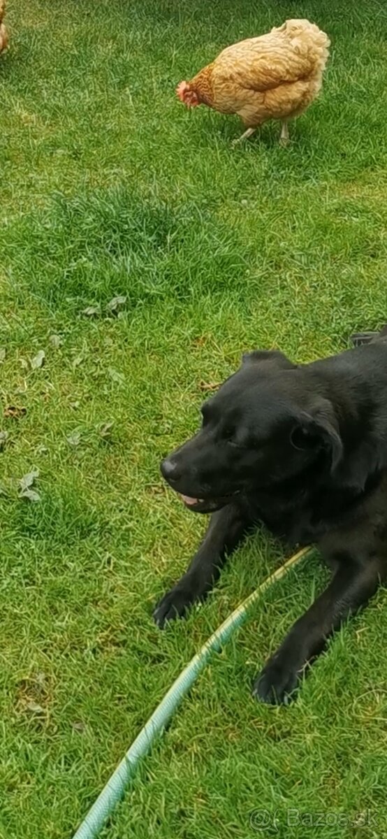 Labrador, šteniatka - 3
