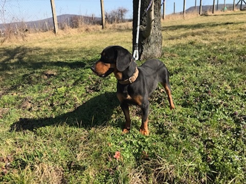 Darujem Slovenského kopova - 3