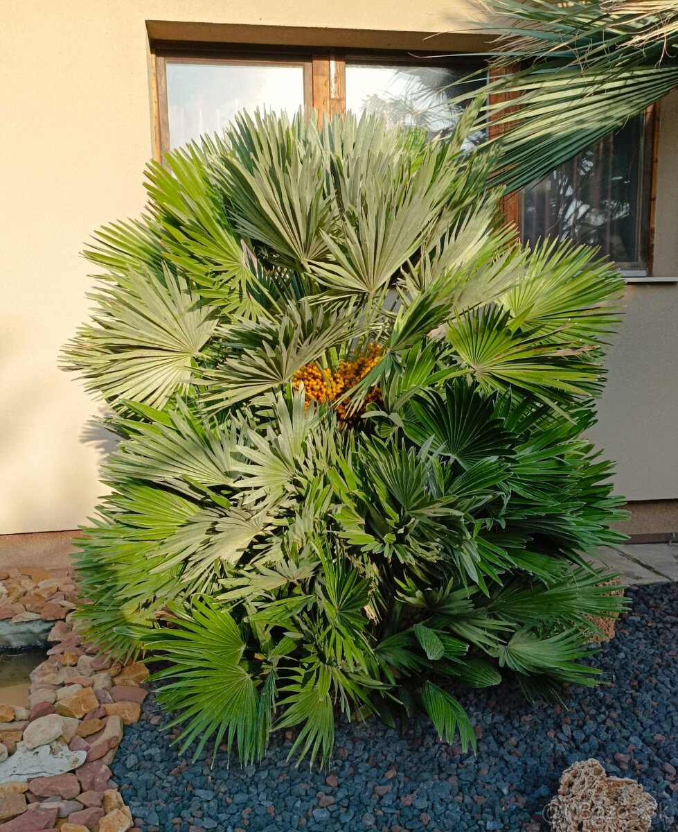 Chamaerops vulcano X humilis - 3