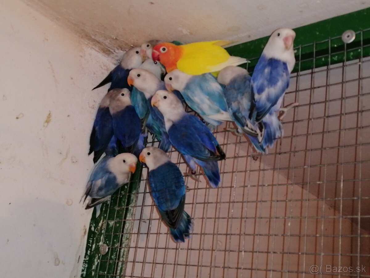 Agapornis Fischer - 3