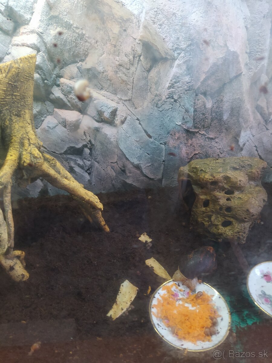 Slimák Africký - 3