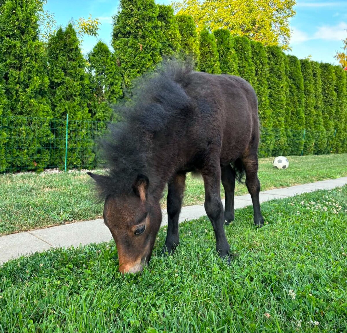 Shetland pony - 3