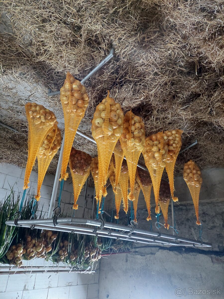 Cibula na uskladnenie - 3