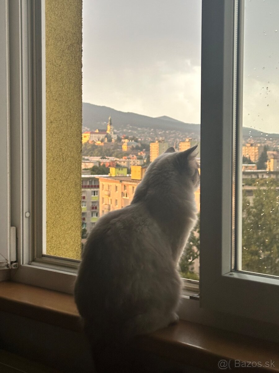 Predám Ragdoll mačíčku - 3