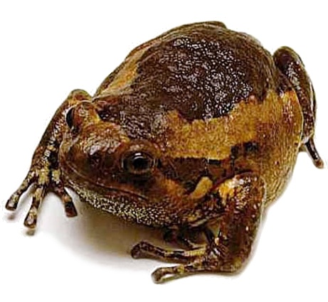 Predám žaby - 3