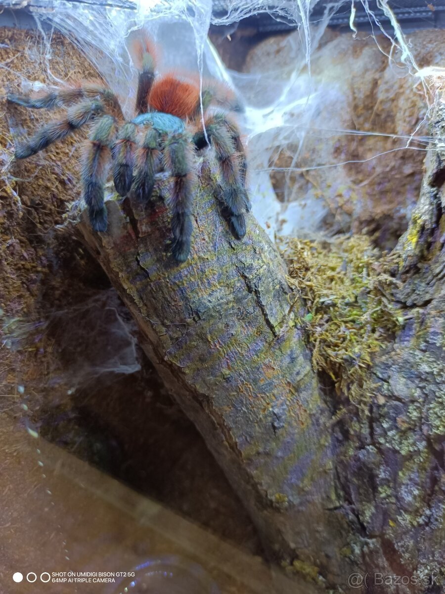 Tarantula, pavúk, vtáčkar - 3
