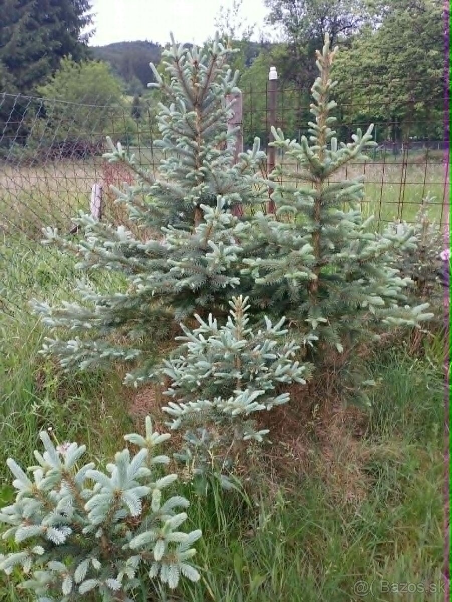 strieborný smrek - 3