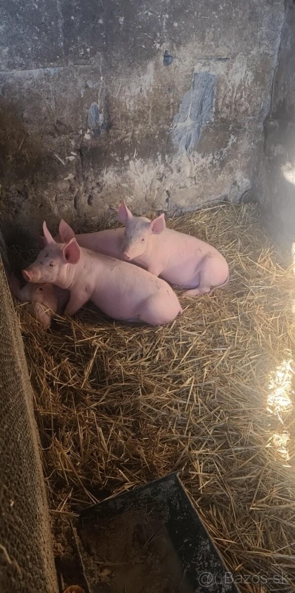 Predam odstavcata - 3