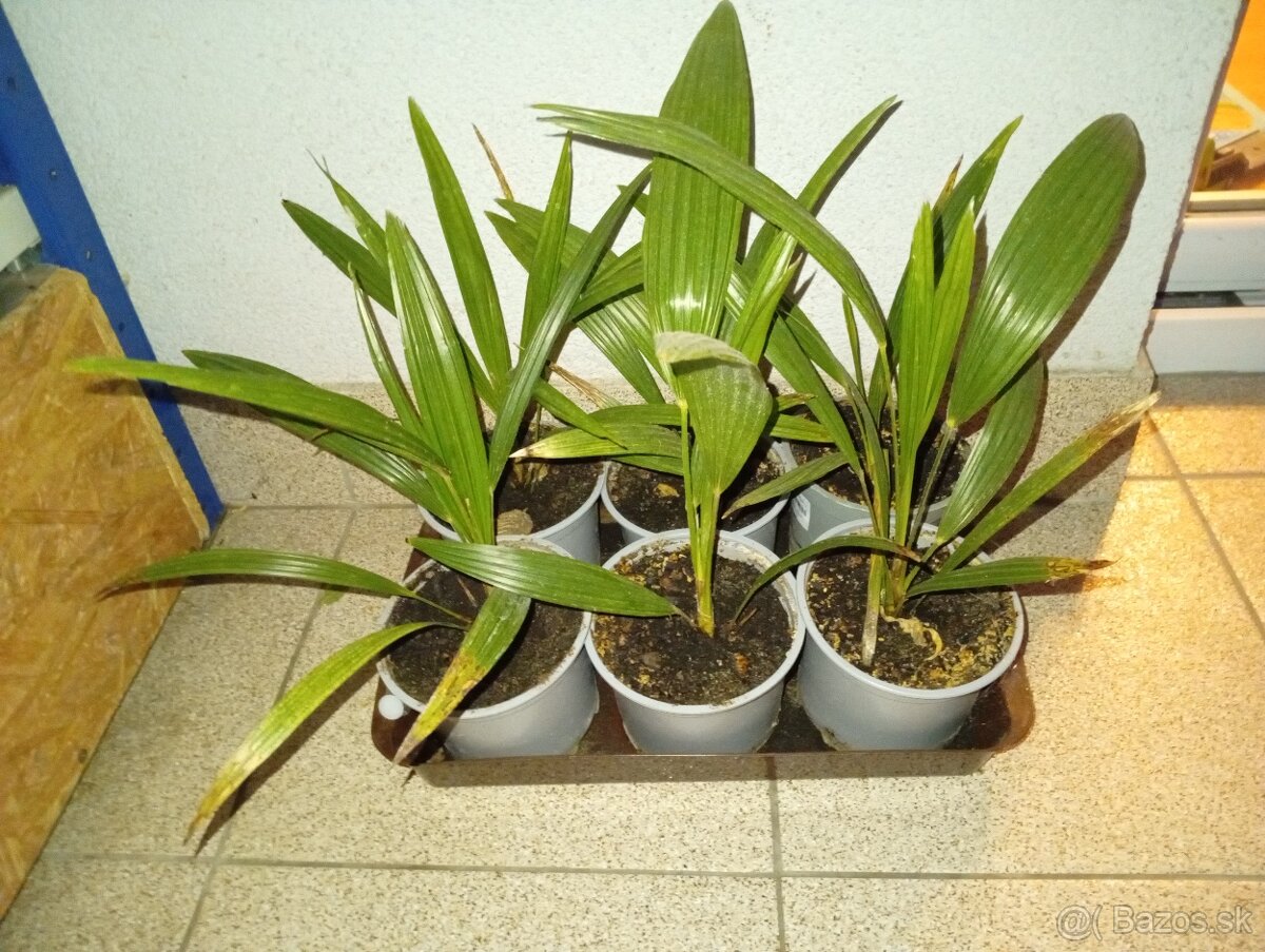 Mrazuvzdorne palmy - 3