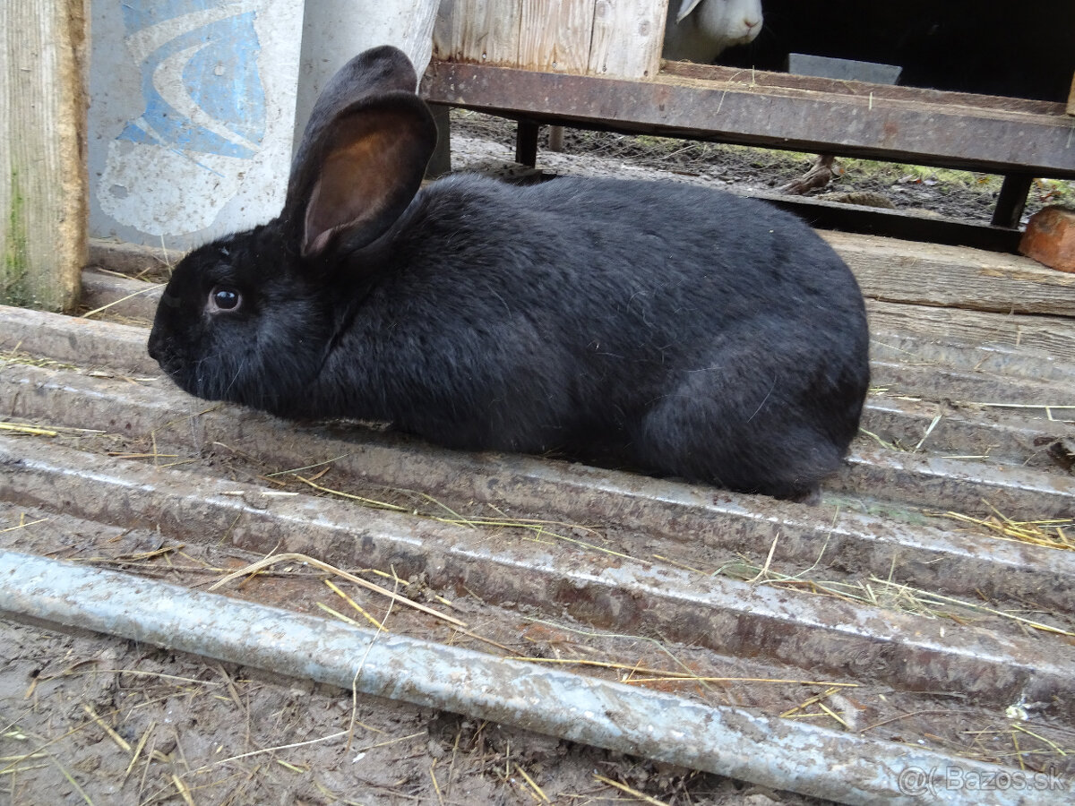 Predám zajace - 3