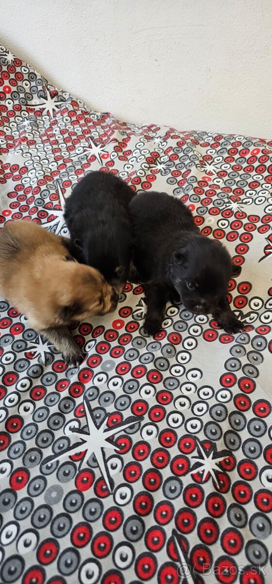 Pomeranský špic - 3