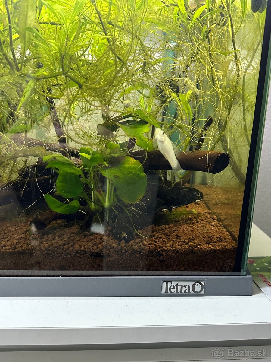 Akvárium - 3