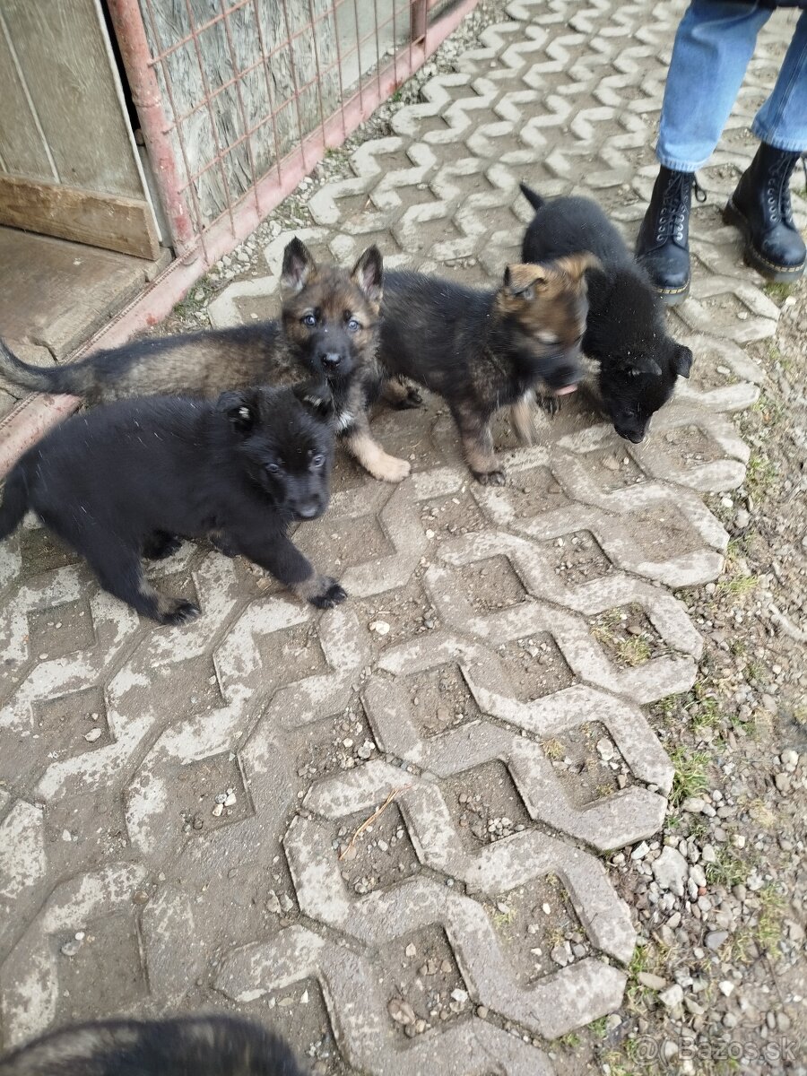 Šteňatá Nemecký ovčiak P.P. - 3