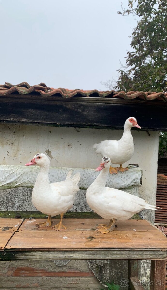 Predám kačky za lacno - 3