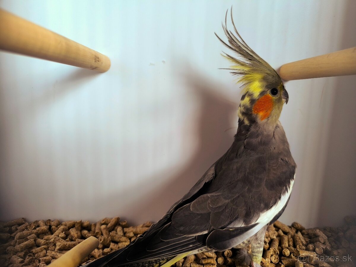 korely výstavný typ - 3