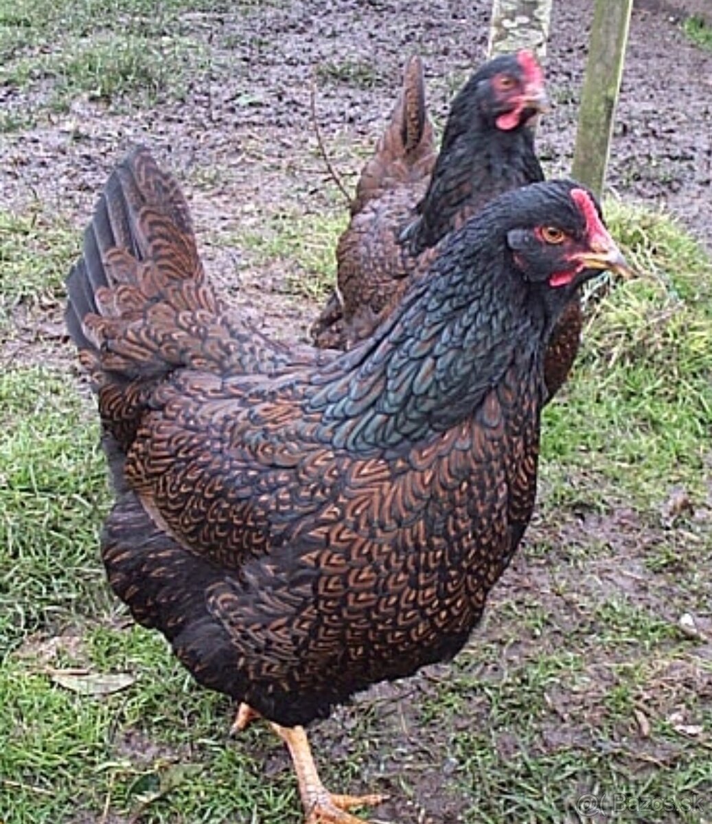 Predám násadove vajíčka. - 3