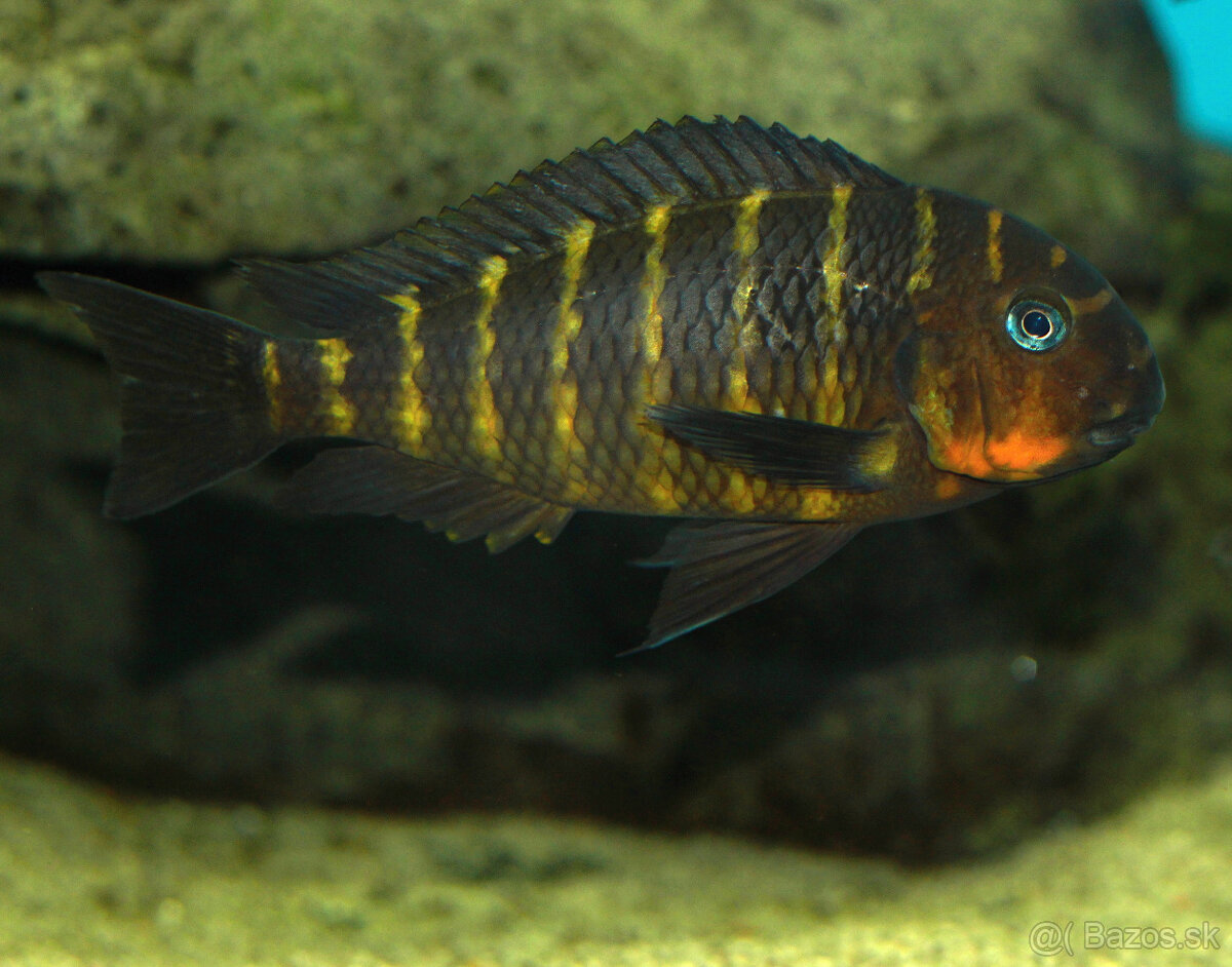 Tropheus mpimbwe red cheek - 3
