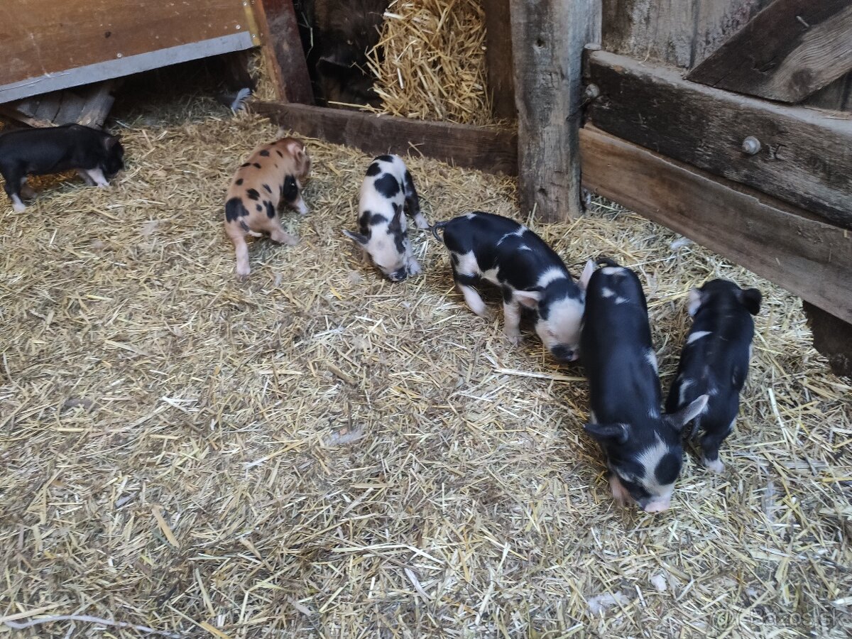 Kune kune - 3