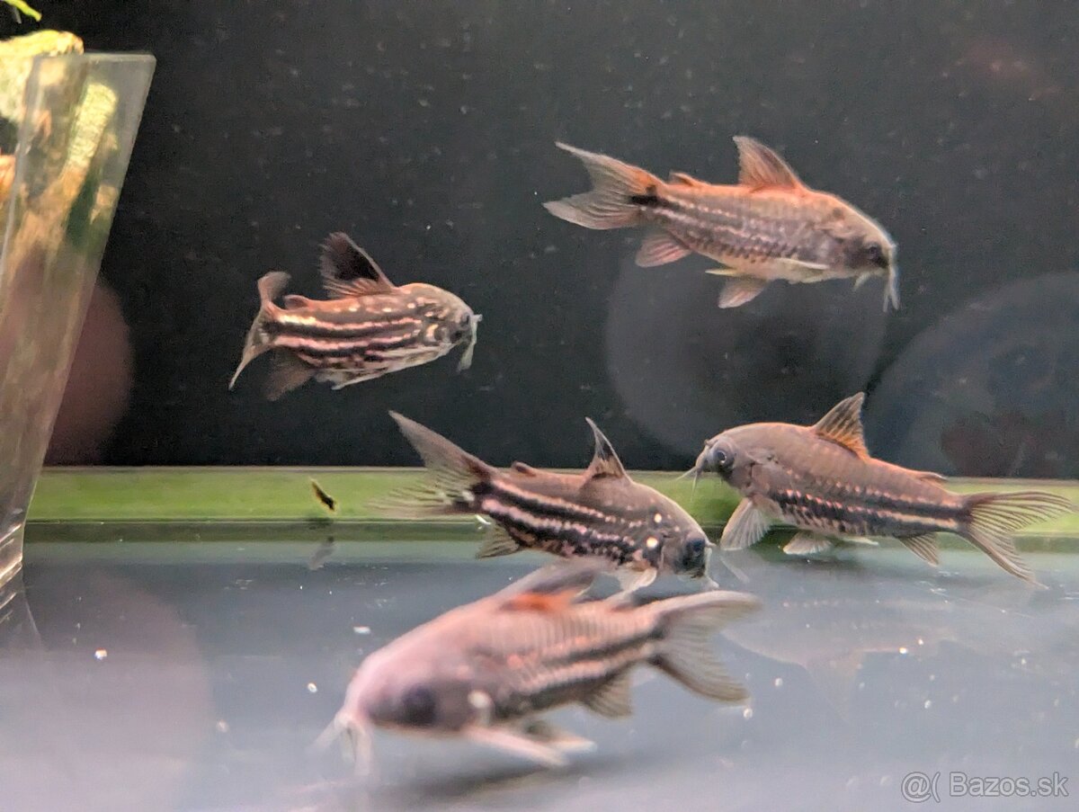 pancierniček drobný - corydoras nanus - 3