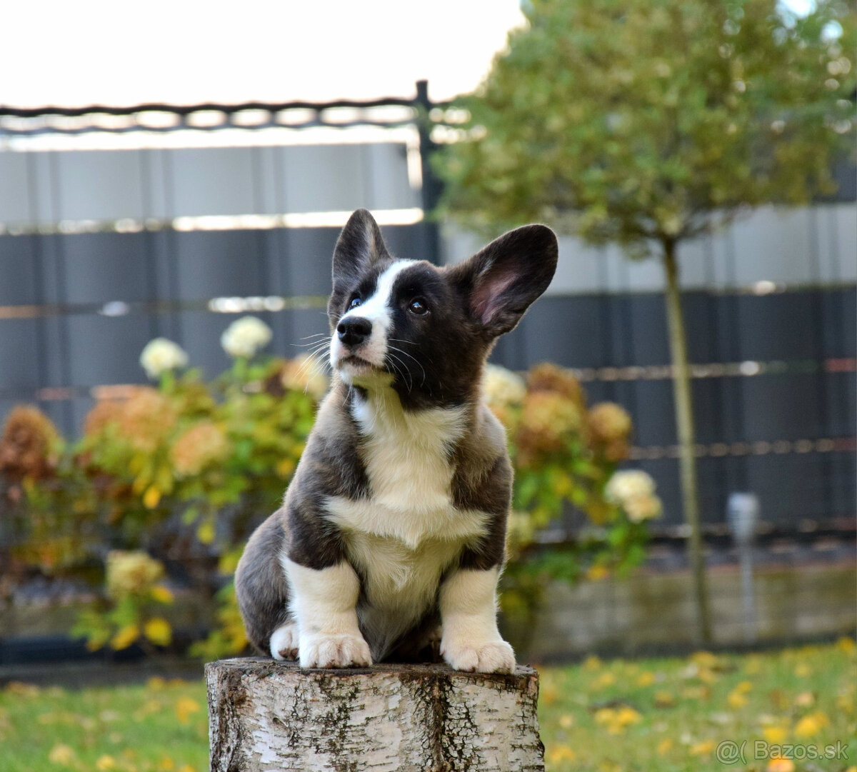 Welsh Corgi Chlapec je pripravený na vyzdvihnutie - 3