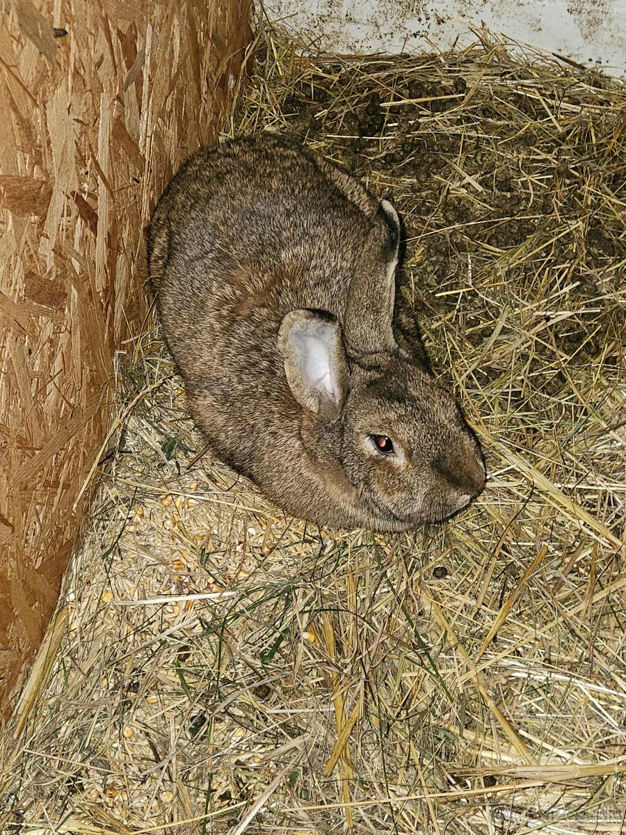 Predám 3 zajace - 3