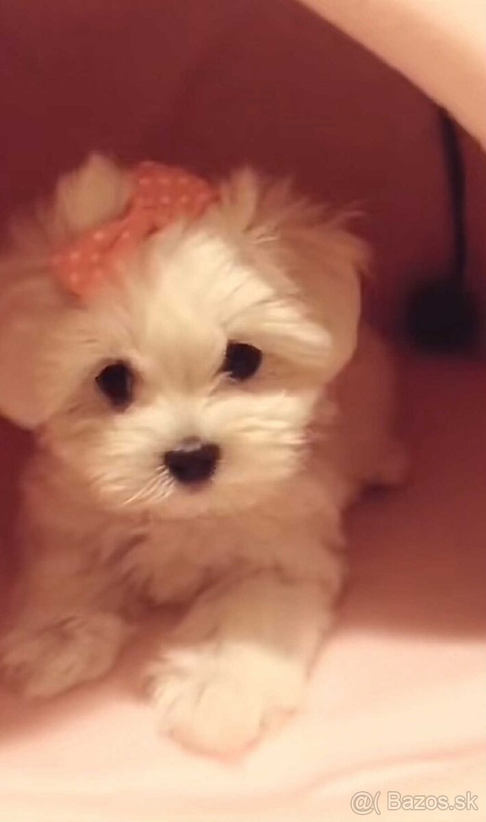 Mini Maltezák - 3